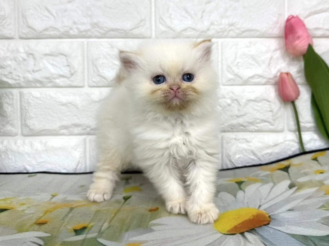 ★ミヌエット（足長）★オス★ No.3100