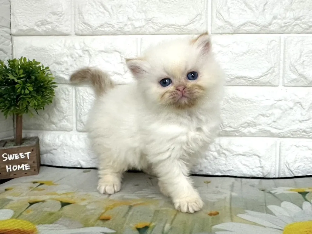 ★ミヌエット（足長）★オス★ No.3100