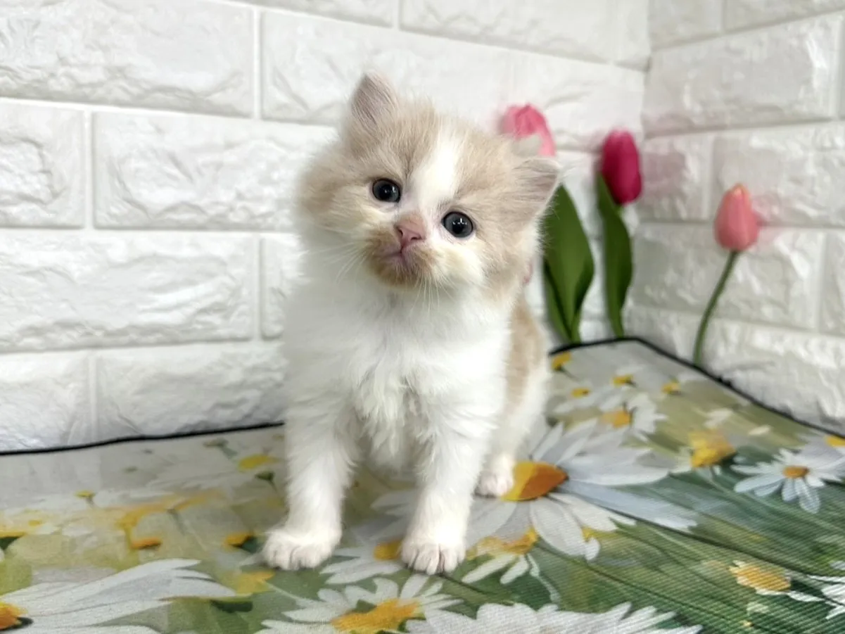 ★ミヌエット（足長）★オス★ No.3101