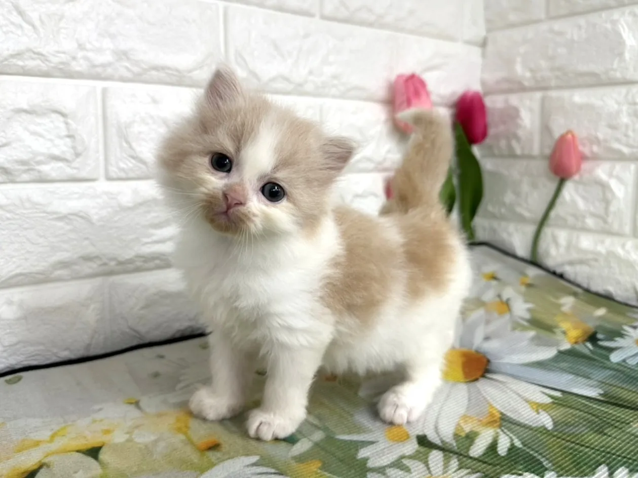 ★ミヌエット（足長）★オス★ No.3101