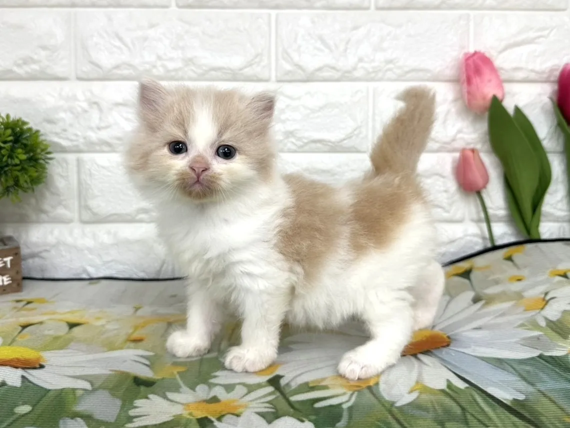 ★ミヌエット（足長）★オス★ No.3101