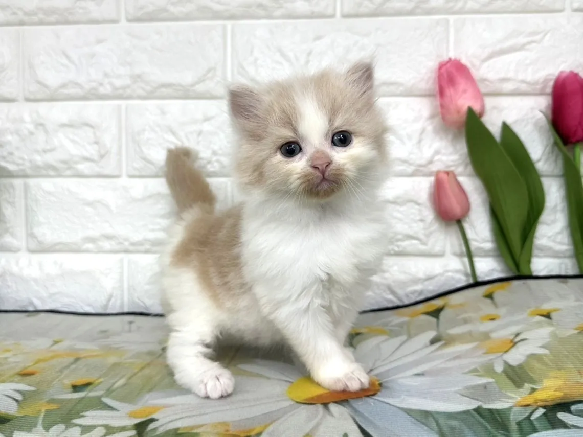 ★ミヌエット（足長）★オス★ No.3101