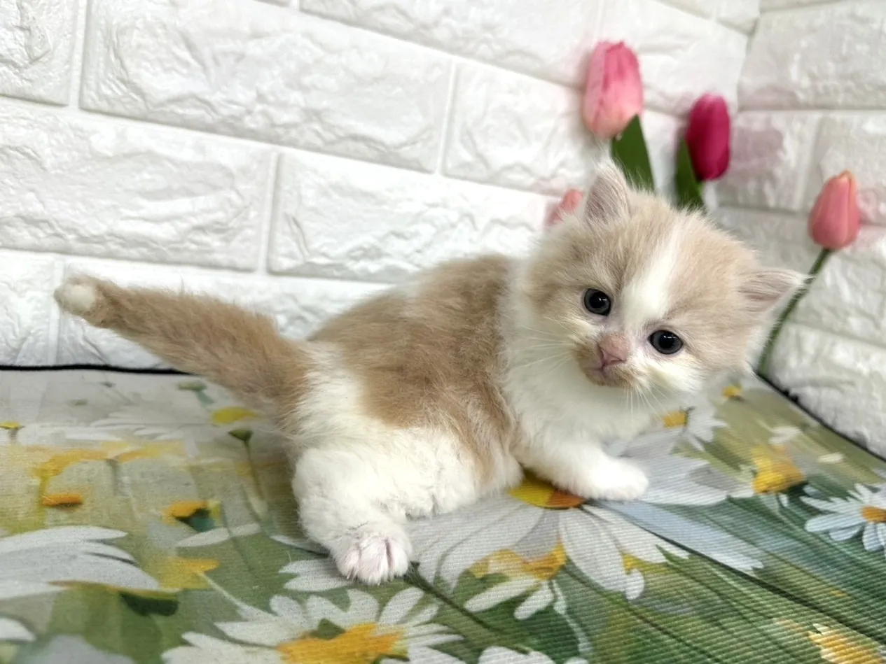 ★ミヌエット（足長）★オス★ No.3101