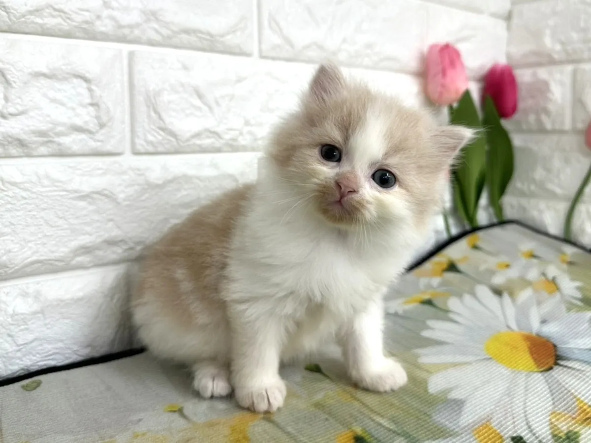 ★ミヌエット（足長）★オス★ No.3101