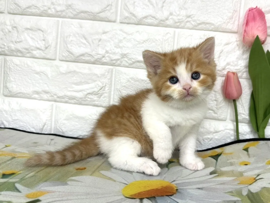 ★マンチカン（足長）★オス★ No.3102