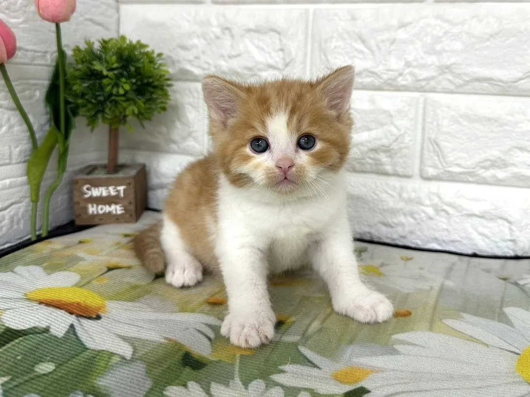 ★マンチカン（足長）★オス★ No.3102