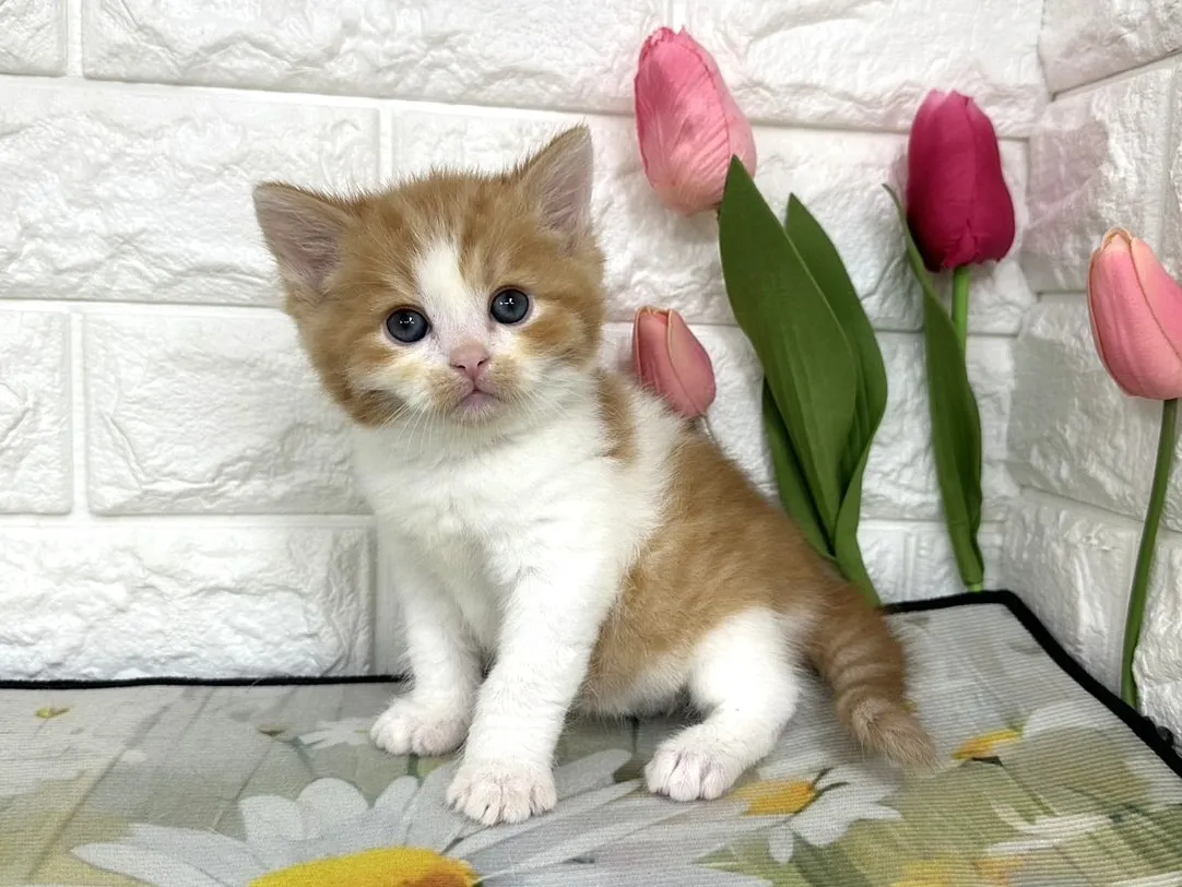 ★マンチカン（足長）★オス★ No.3102