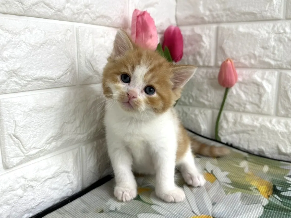 ★マンチカン（足長）★オス★ No.3102