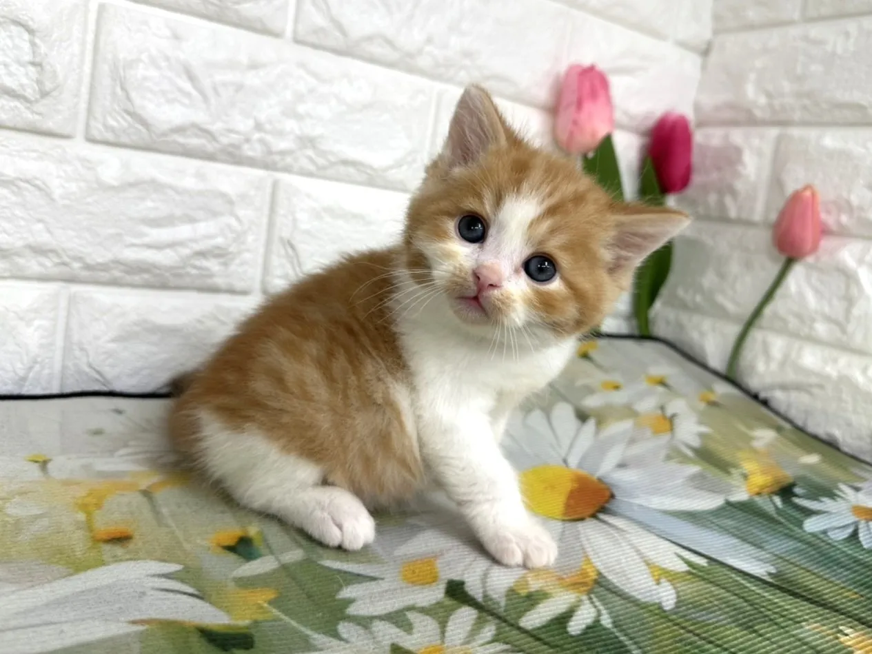 ★マンチカン（足長）★オス★ No.3102