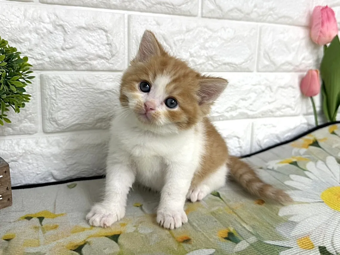 ★マンチカン（足長）★オス★ No.3102