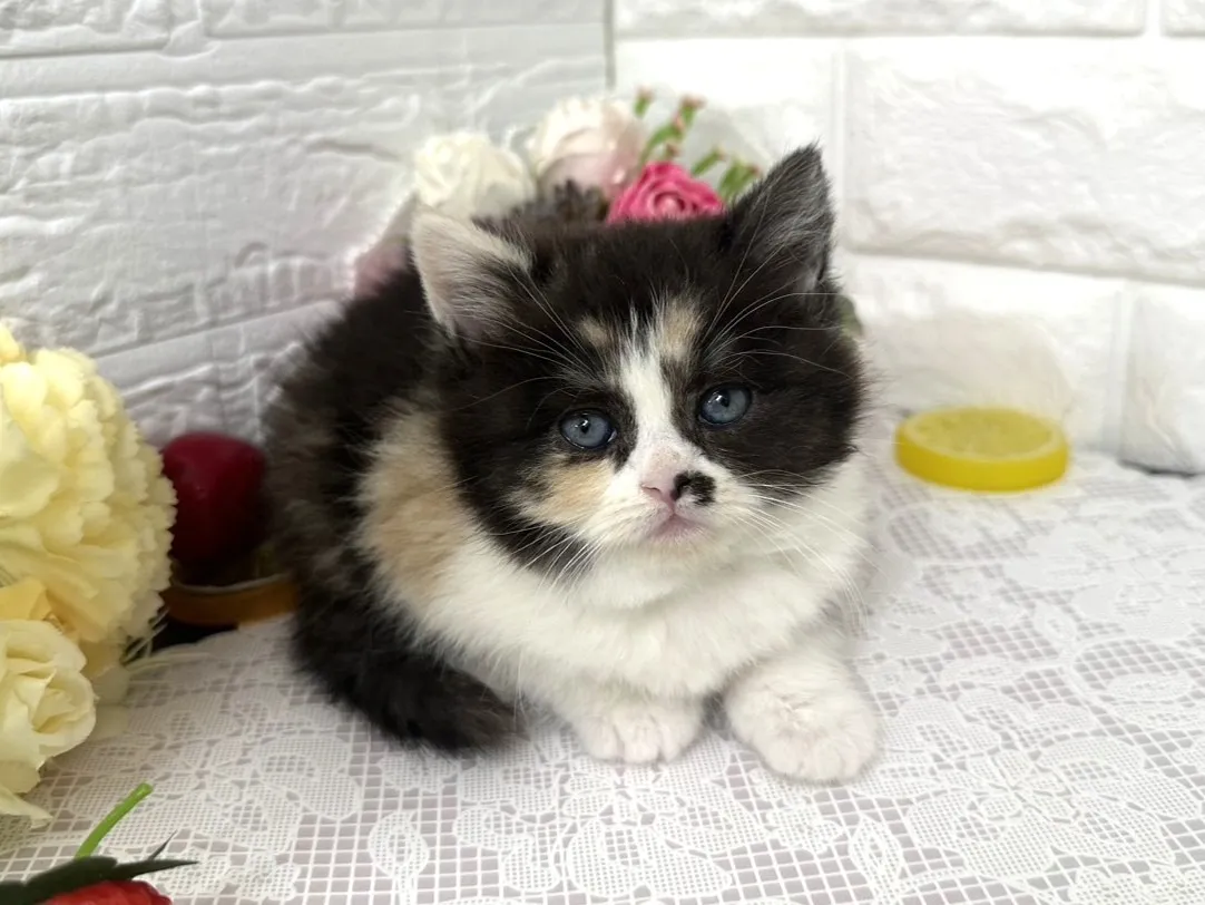 ★マンチカン（足長）★メス★ No.3103