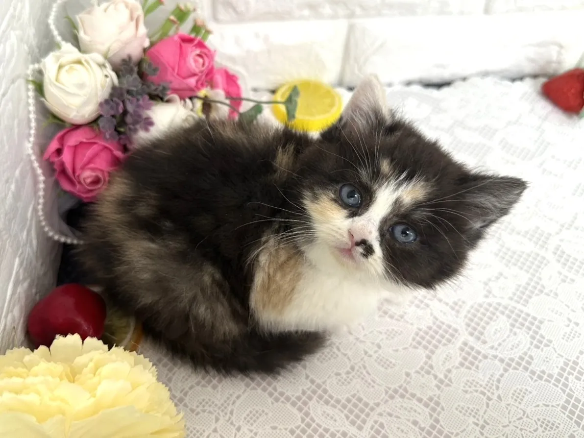 ★マンチカン（足長）★メス★ No.3103