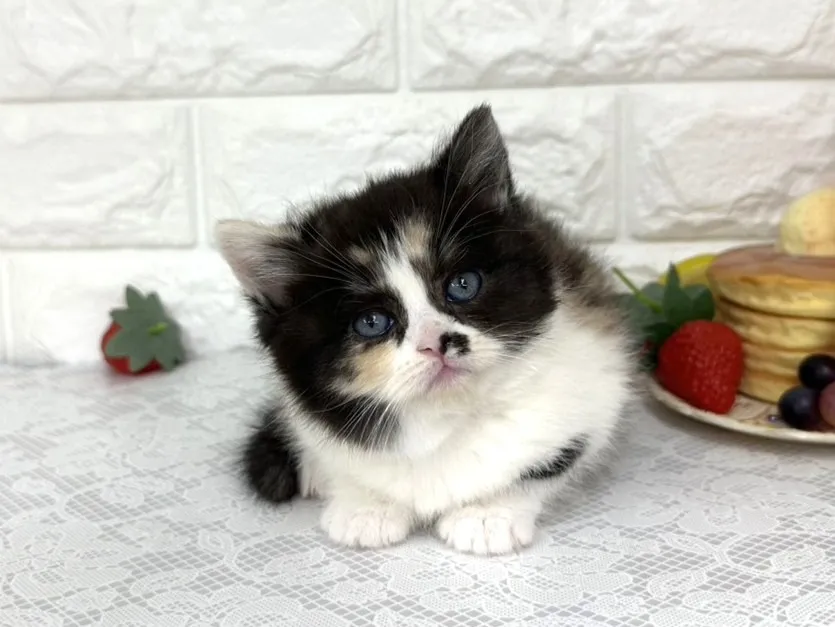 ★マンチカン（足長）★メス★ No.3103