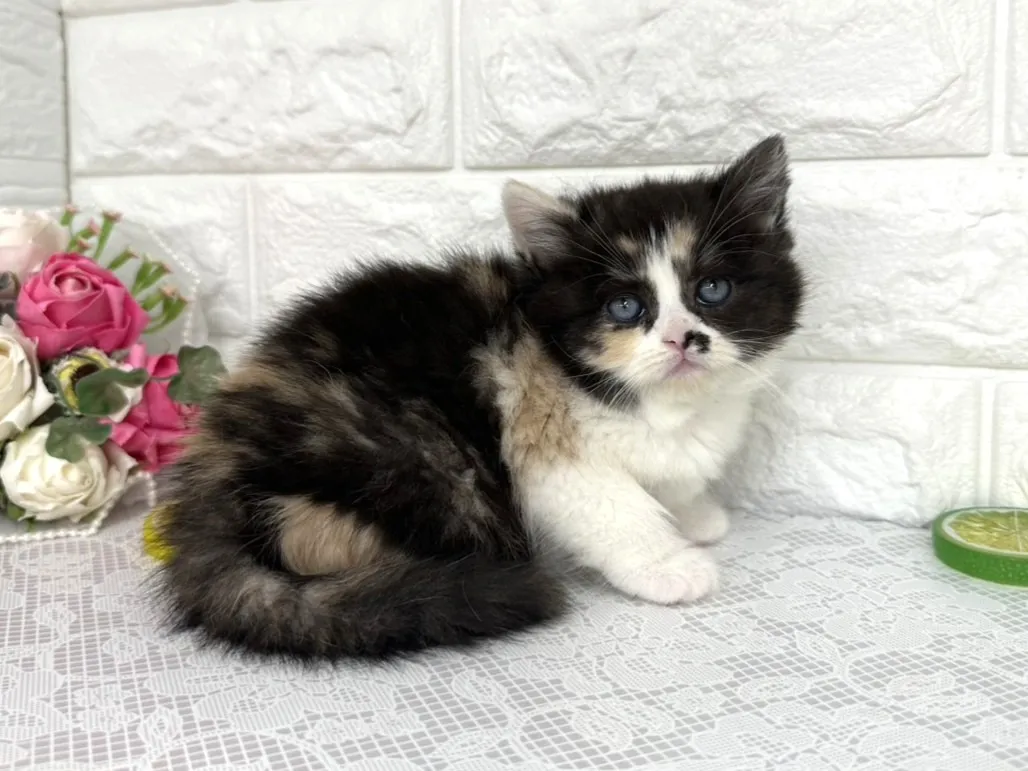 ★マンチカン（足長）★メス★ No.3103