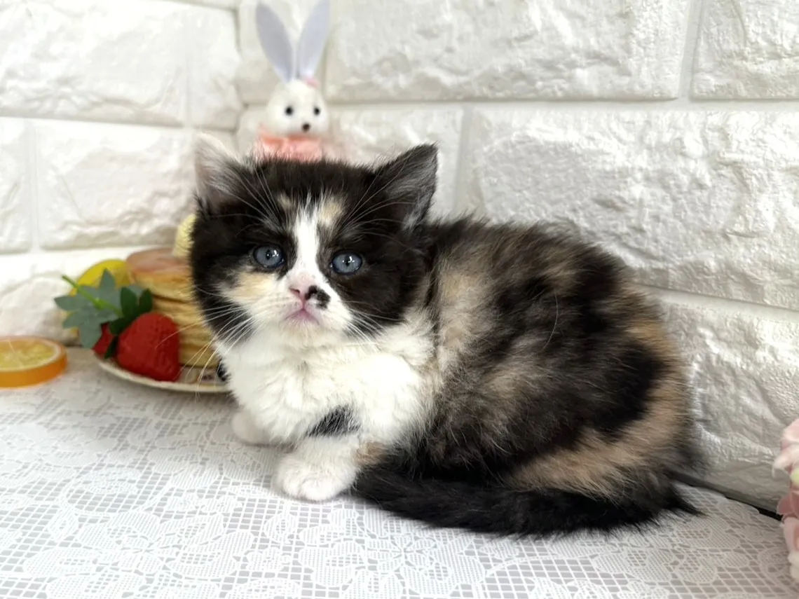 ★マンチカン（足長）★メス★ No.3103