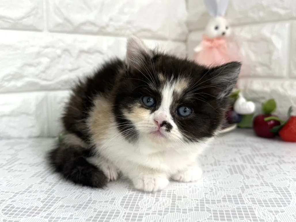 ★マンチカン（足長）★メス★ No.3103