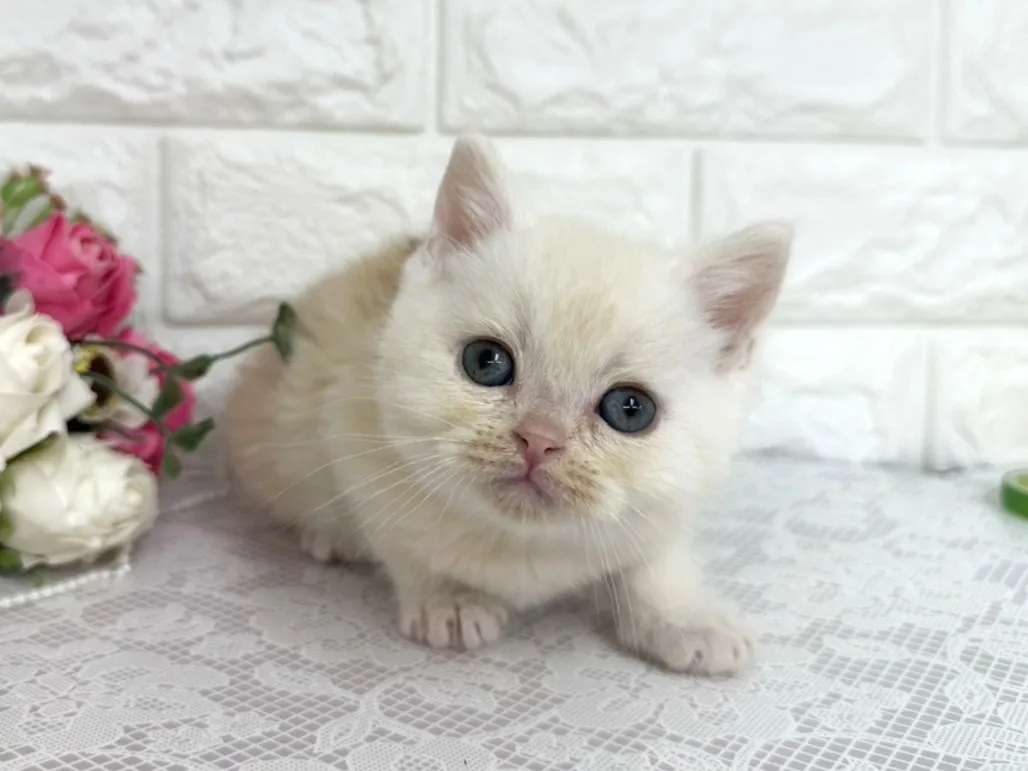 ★ミヌエット（足長）★オス★ No.3104