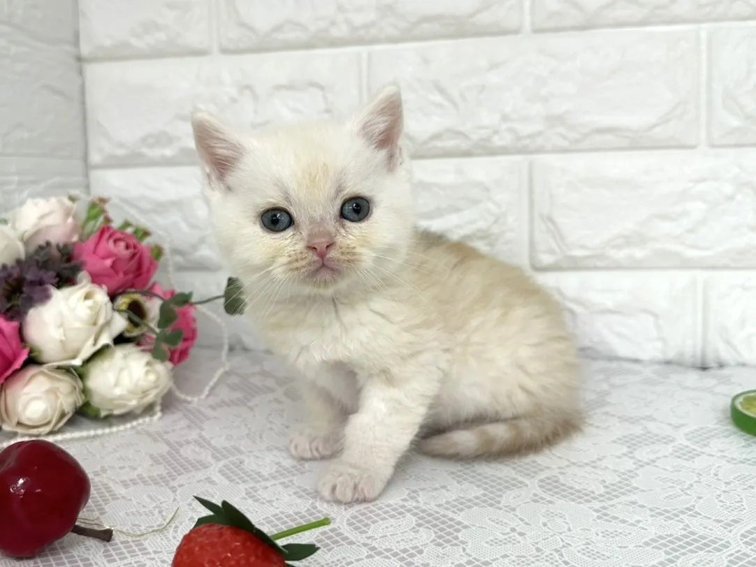 ★ミヌエット（足長）★オス★ No.3104