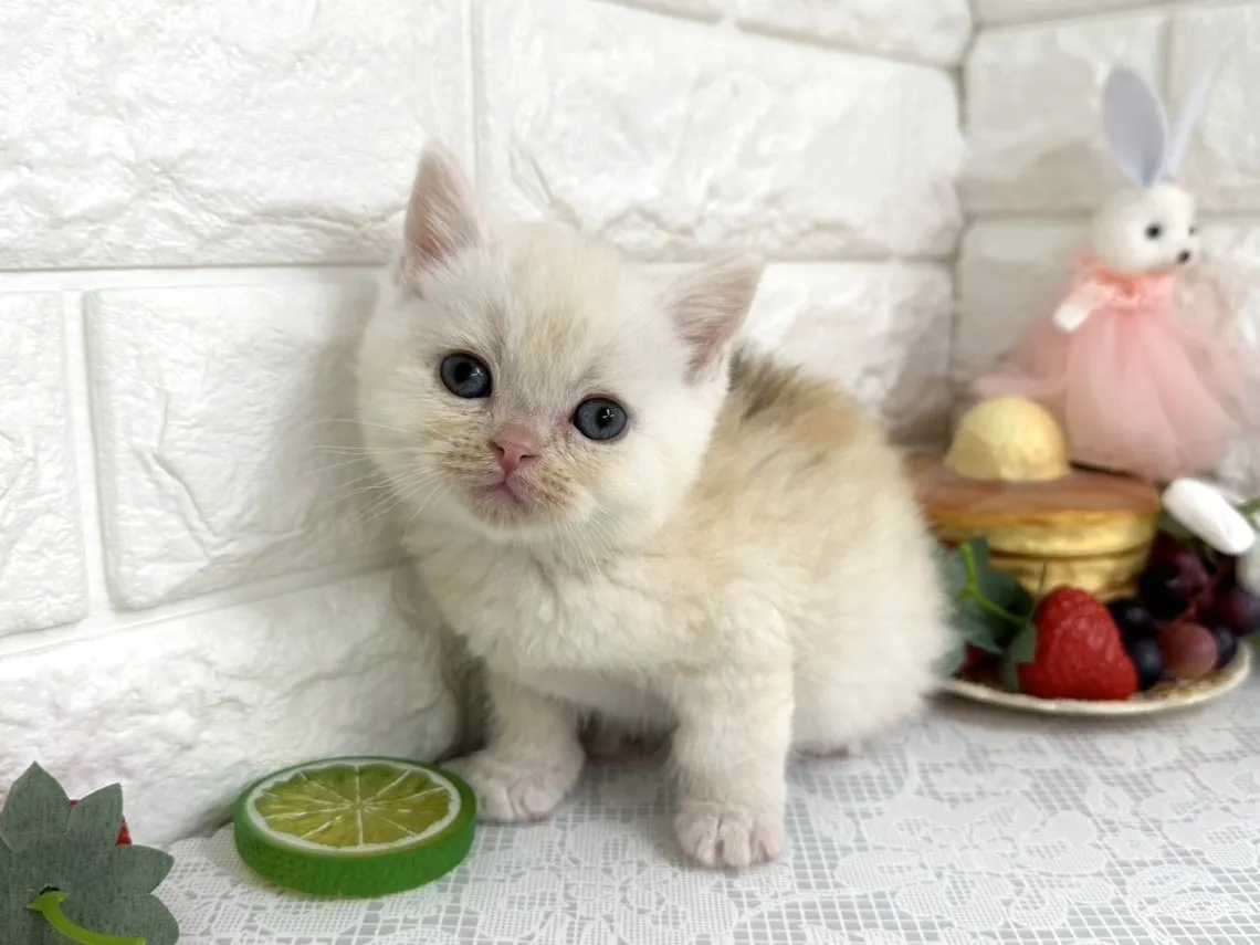 ★ミヌエット（足長）★オス★ No.3104