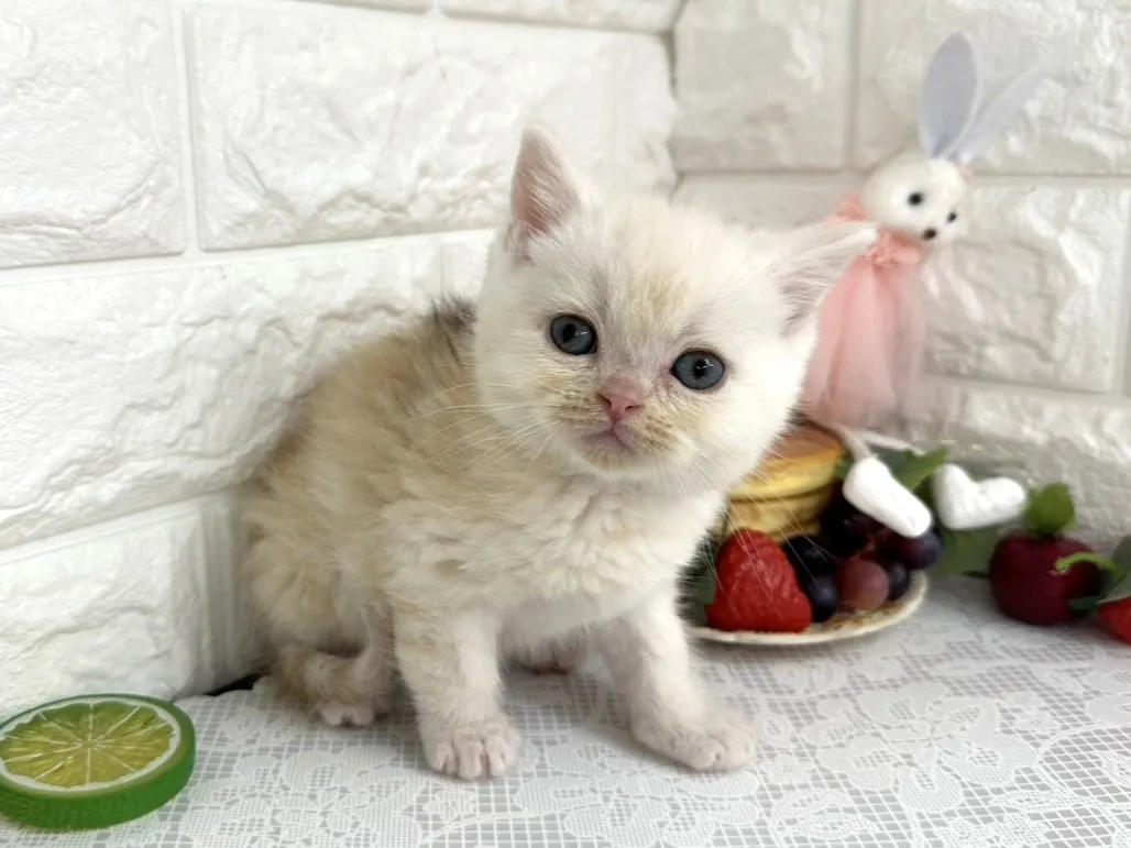 ★ミヌエット（足長）★オス★ No.3104