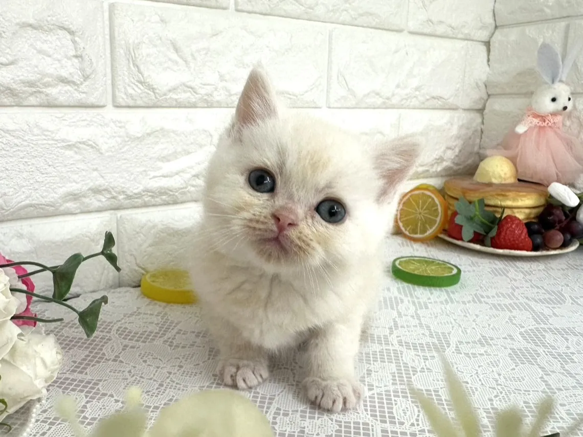 ★ミヌエット（足長）★オス★ No.3104