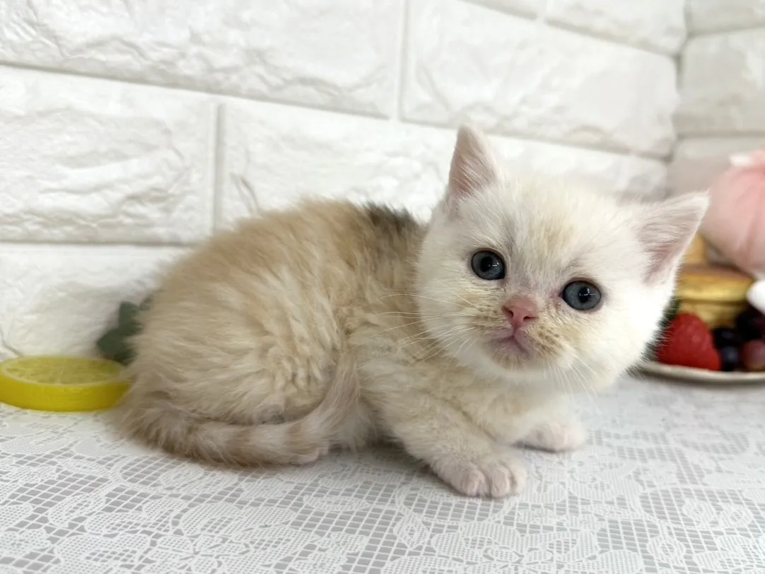 ★ミヌエット（足長）★オス★ No.3104