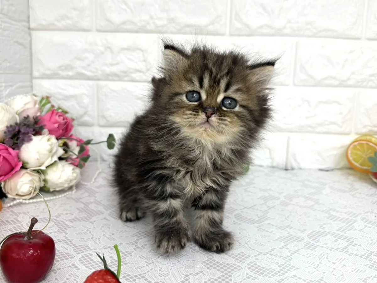 ★ミヌエット（足長）★オス★ No.3105