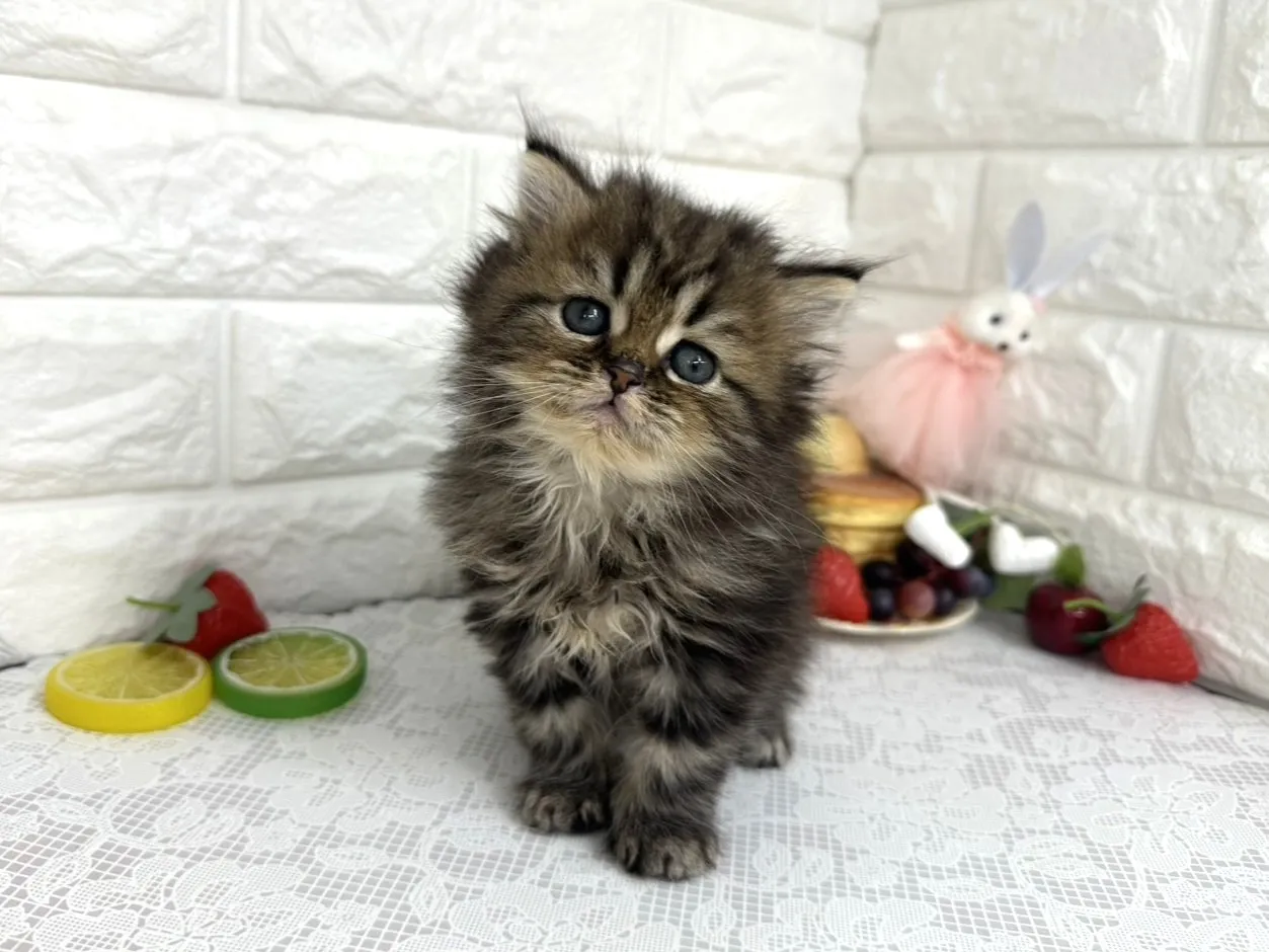 ★ミヌエット（足長）★オス★ No.3105