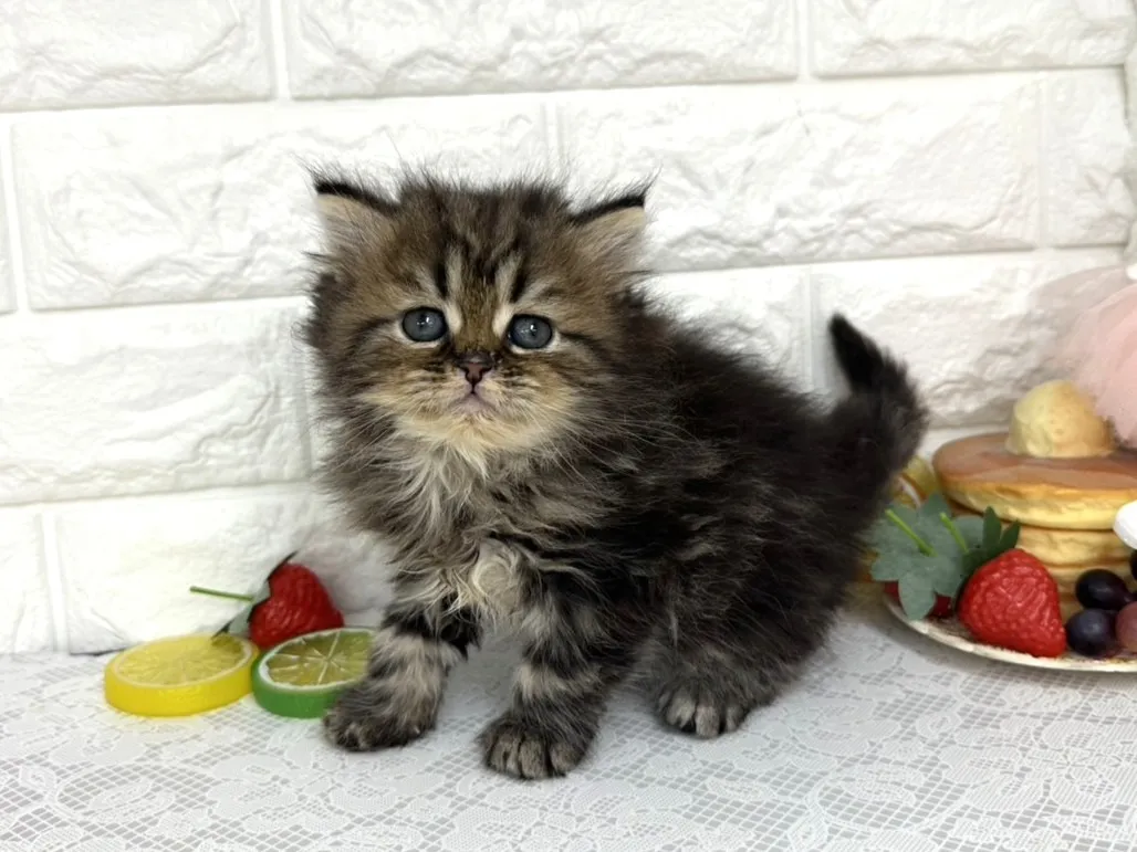 ★ミヌエット（足長）★オス★ No.3105