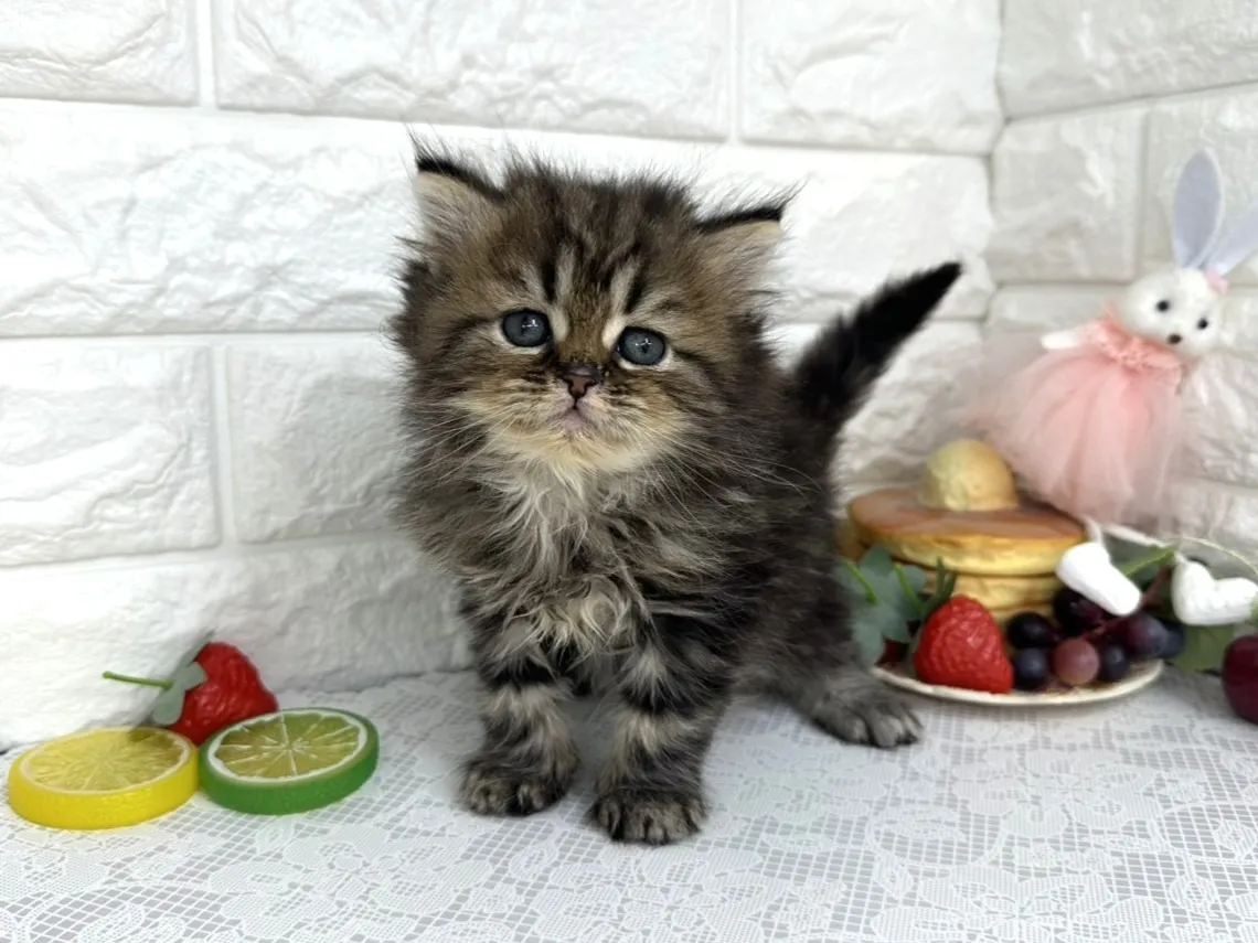 ★ミヌエット（足長）★オス★ No.3105