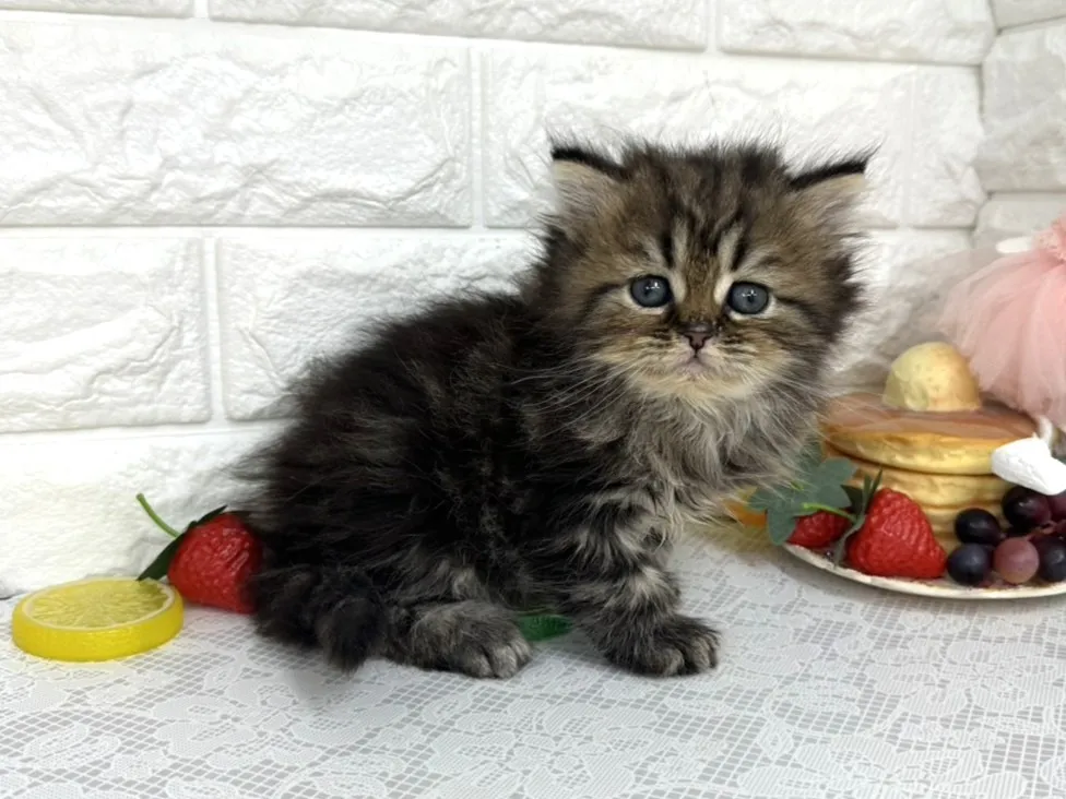 ★ミヌエット（足長）★オス★ No.3105