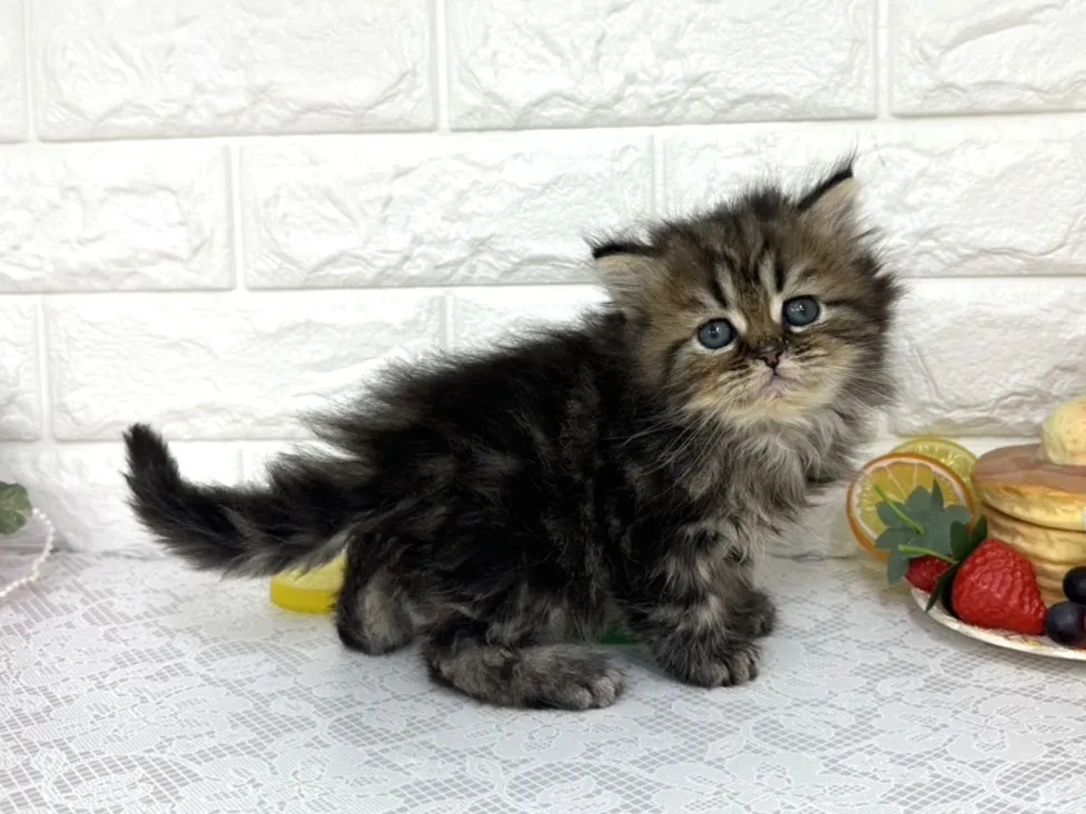 ★ミヌエット（足長）★オス★ No.3105