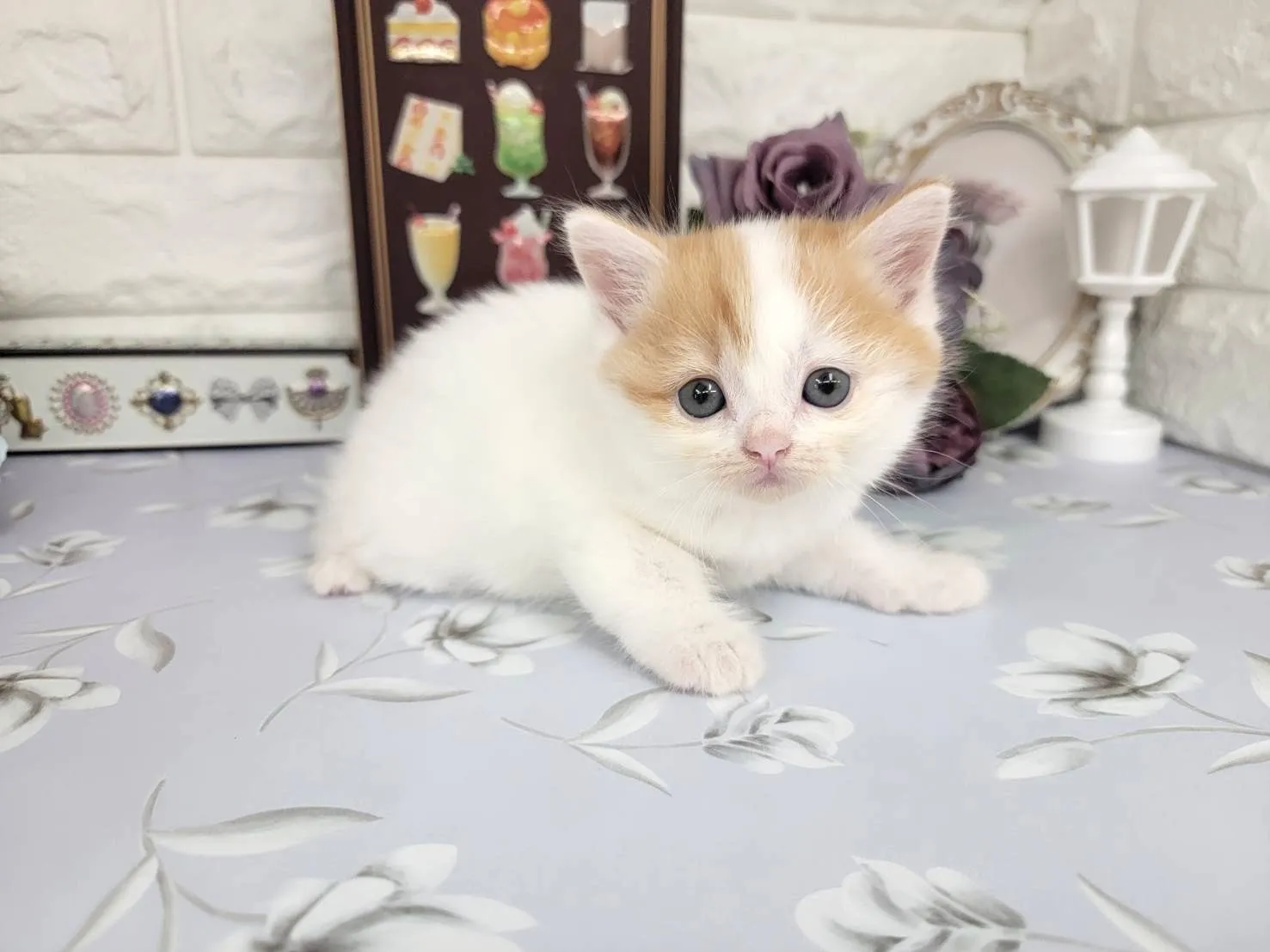 ★マンチカン（足長）★メス★ No.3107