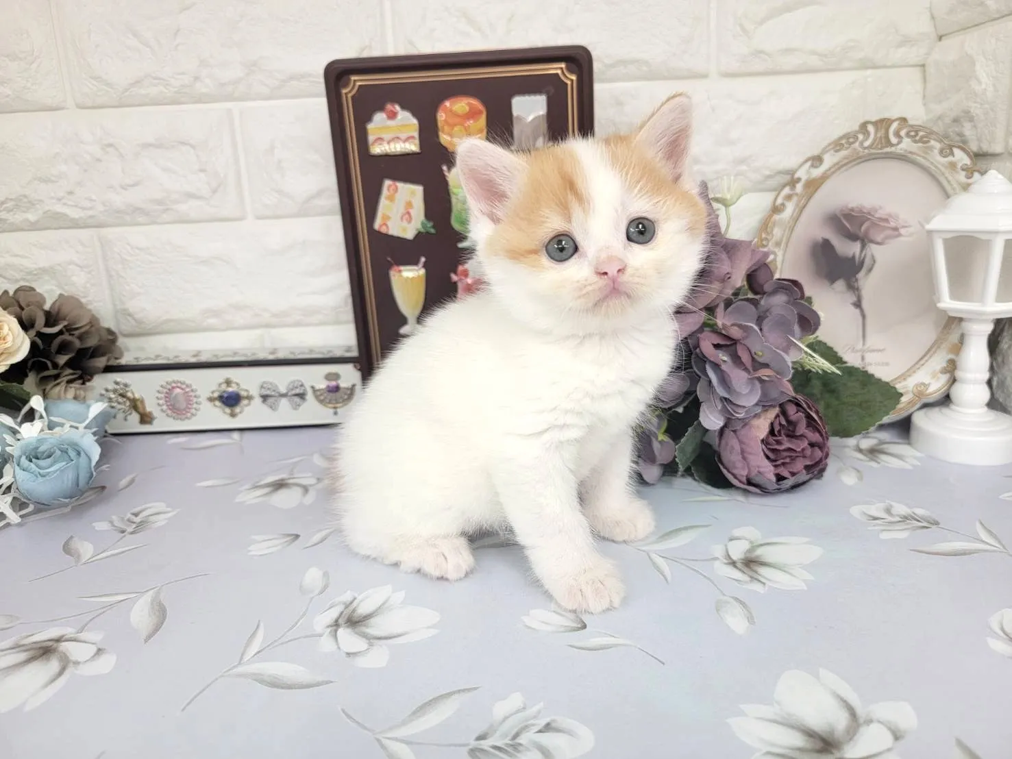 ★マンチカン（足長）★メス★ No.3107