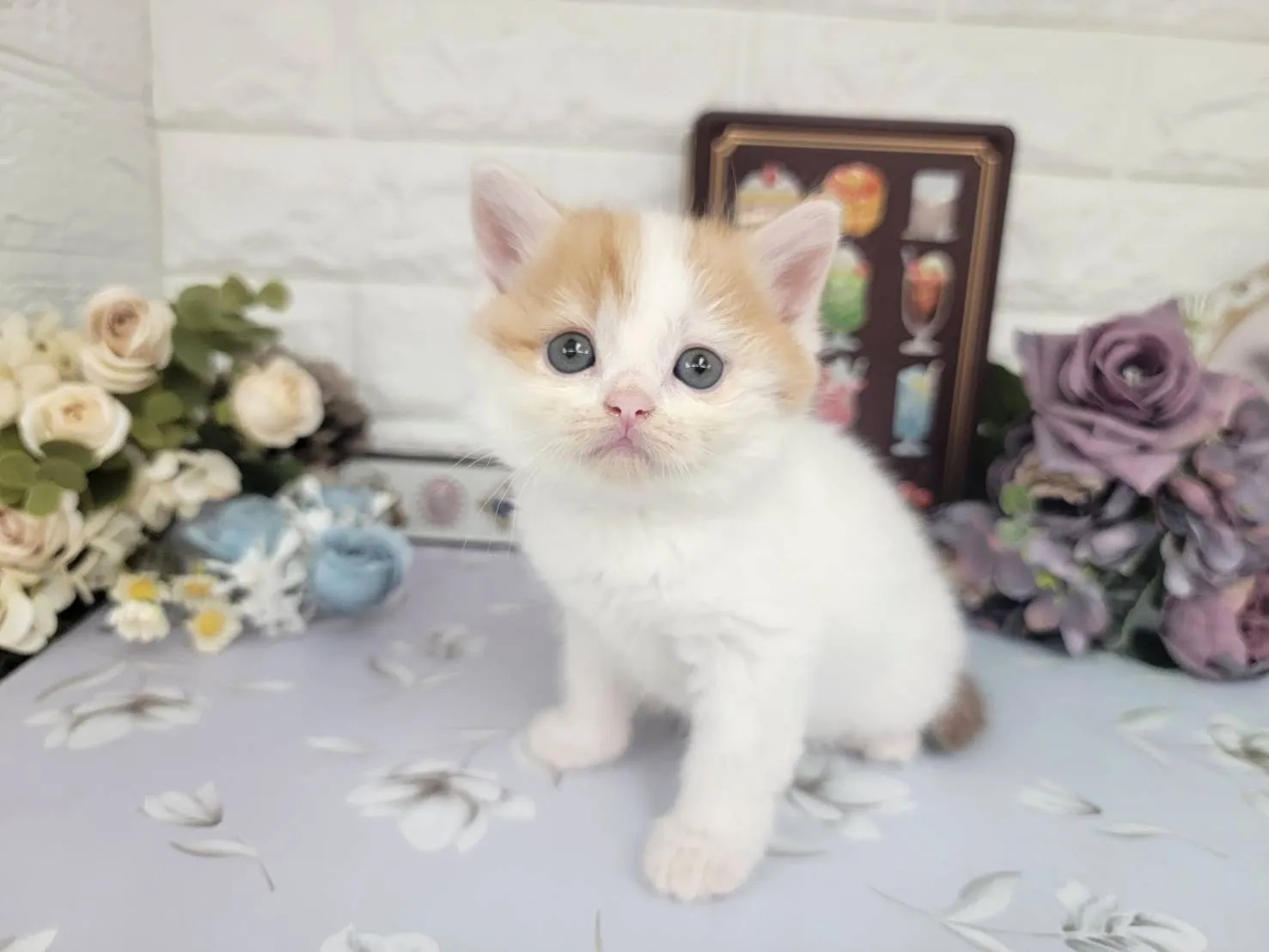 ★マンチカン（足長）★メス★ No.3107