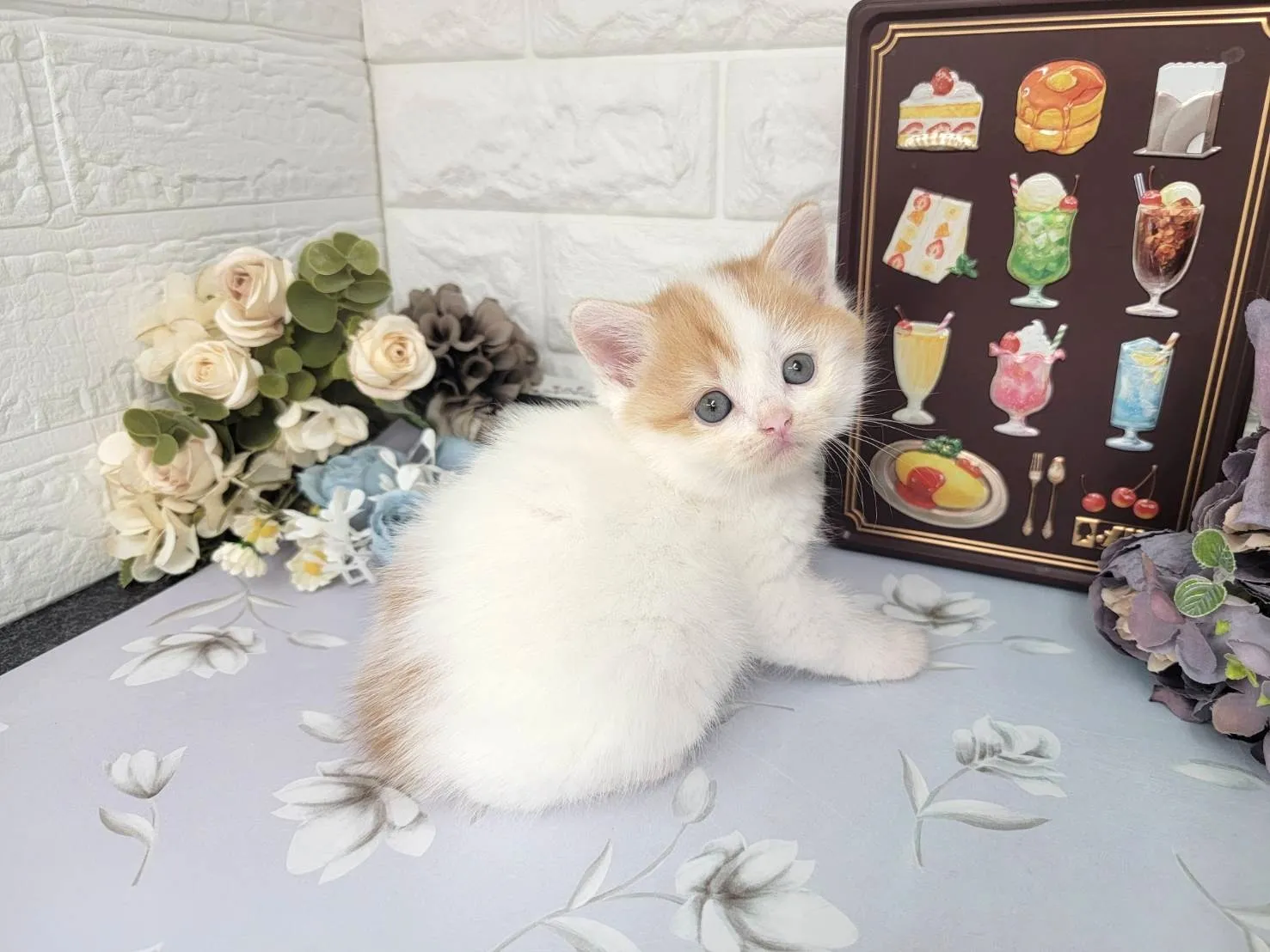 ★マンチカン（足長）★メス★ No.3107