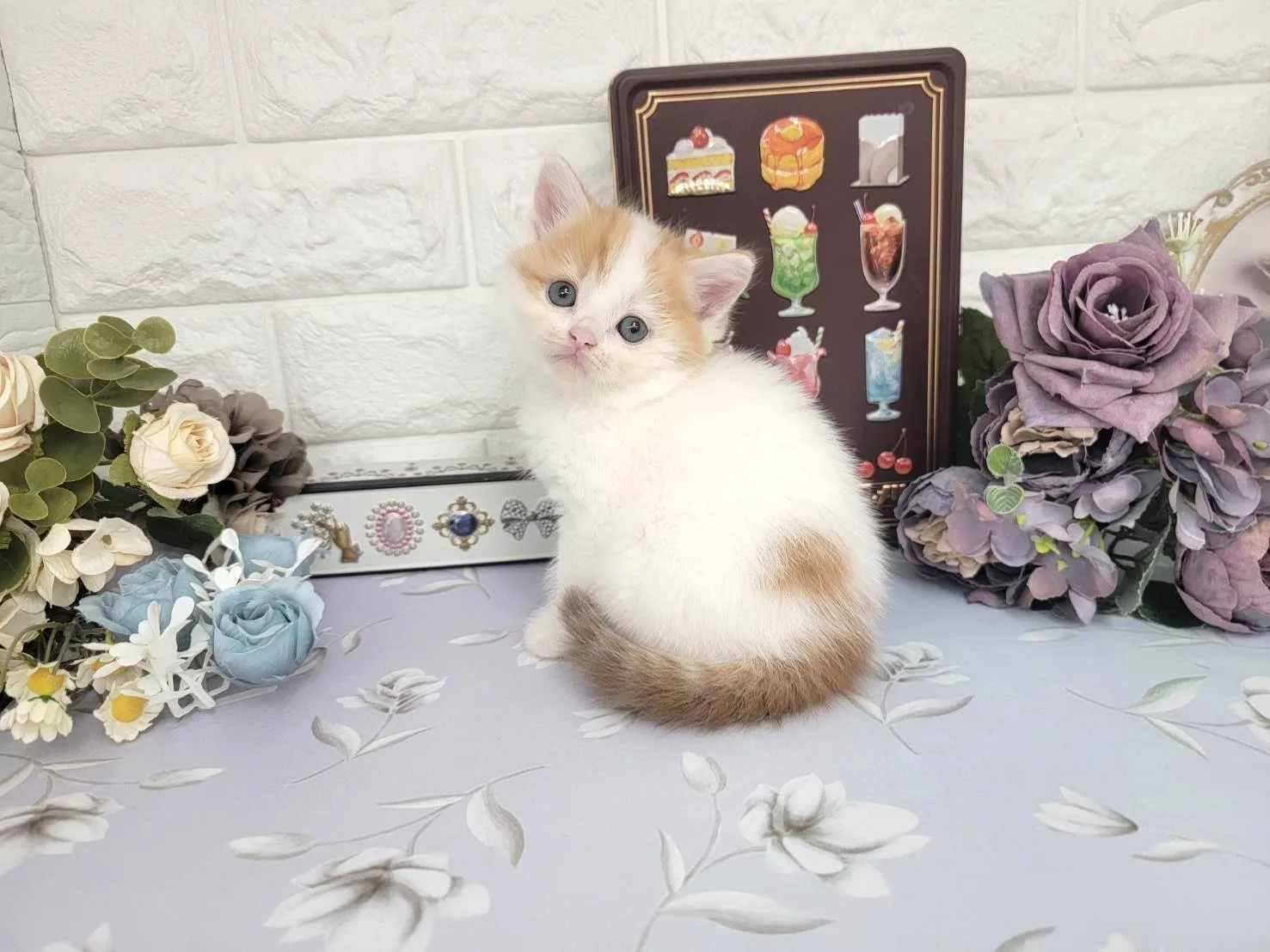 ★マンチカン（足長）★メス★ No.3107