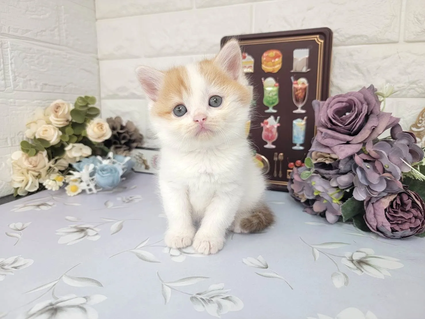 ★マンチカン（足長）★メス★ No.3107