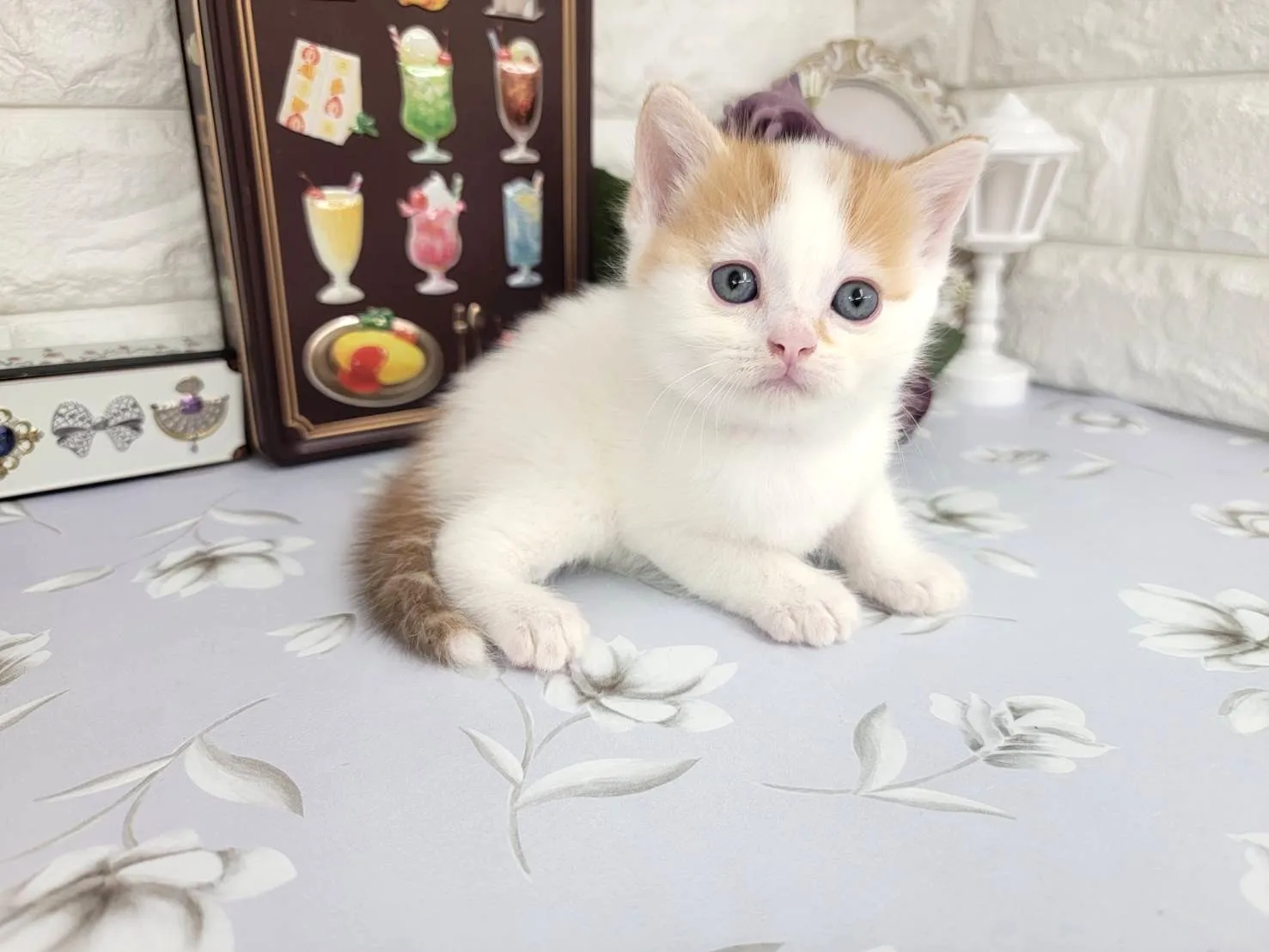 ★マンチカン（足長）★オス★ No.3108