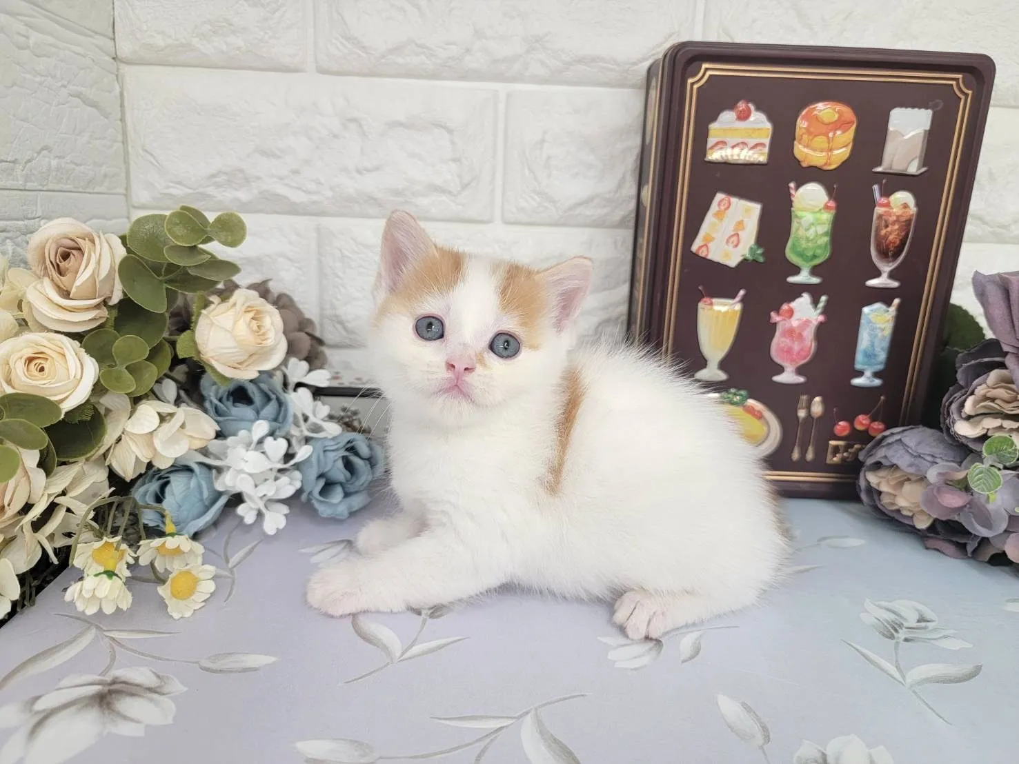 ★マンチカン（足長）★オス★ No.3108