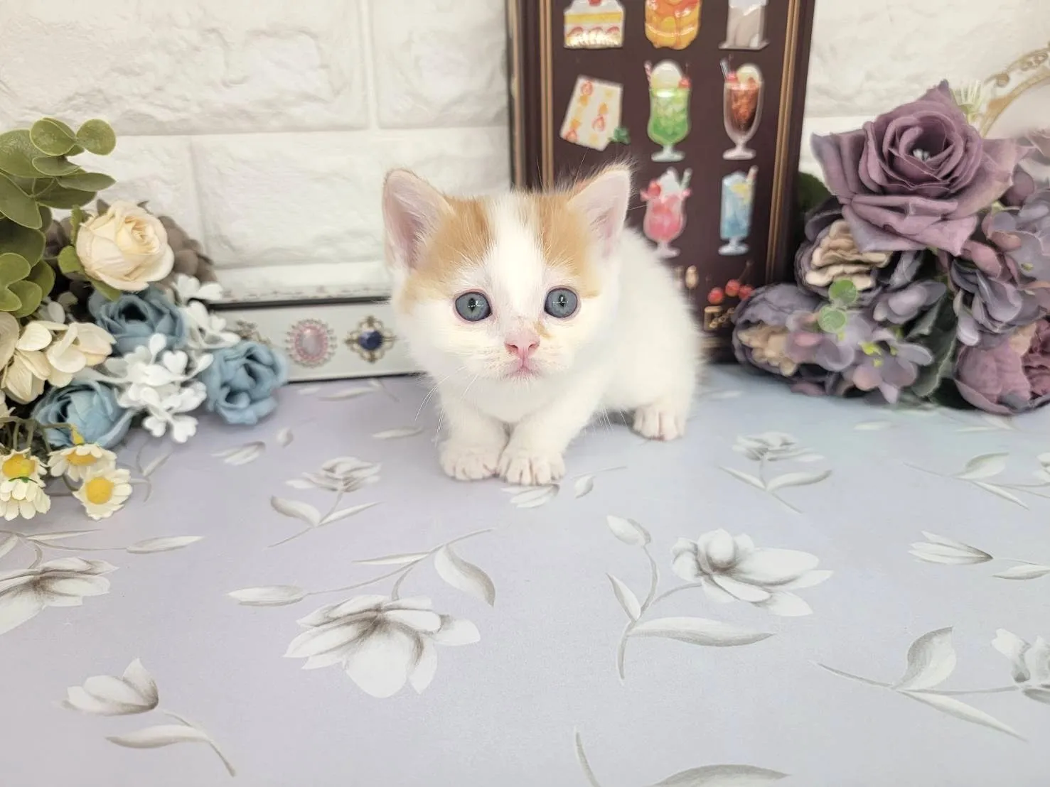 ★マンチカン（足長）★オス★ No.3108