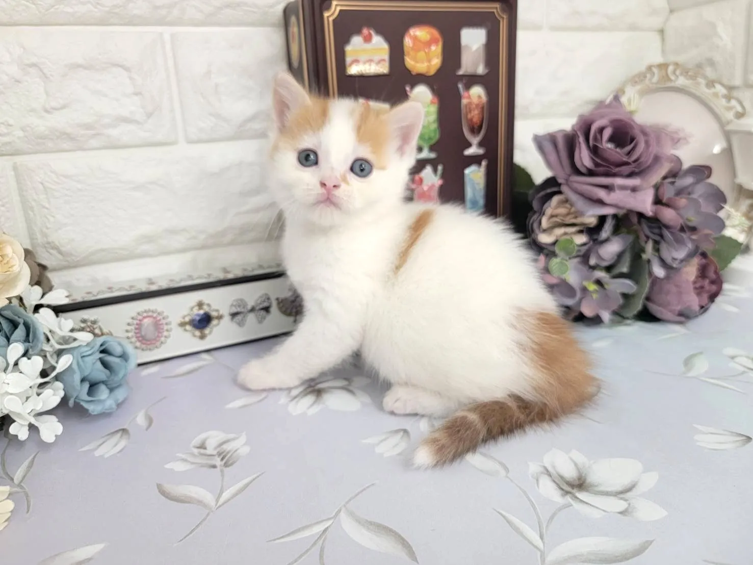 ★マンチカン（足長）★オス★ No.3108