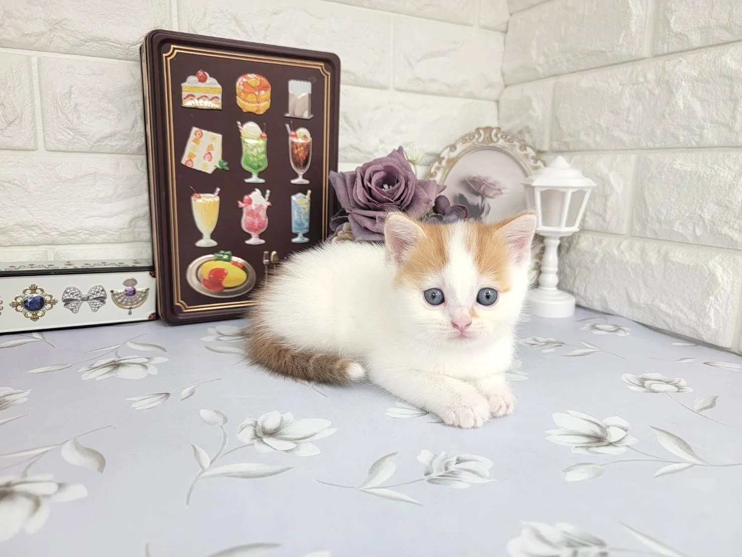 ★マンチカン（足長）★オス★ No.3108