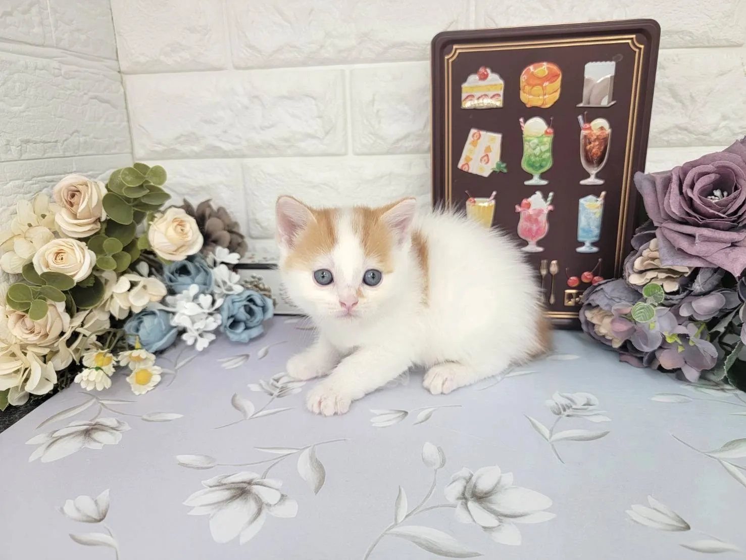 ★マンチカン（足長）★オス★ No.3108