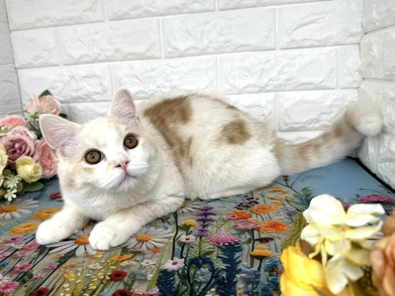 ★ミヌエット（足長）★オス★ No.3109