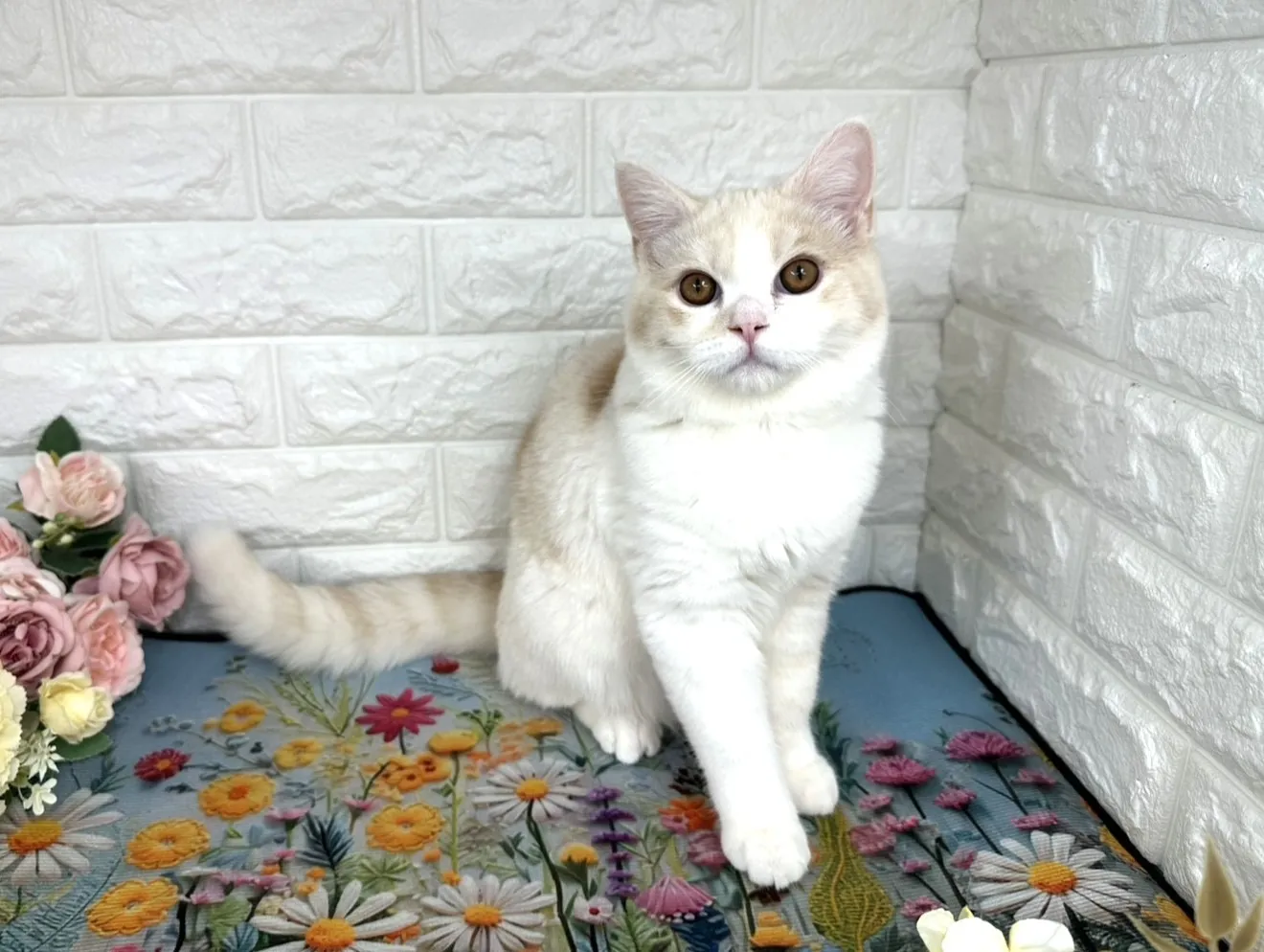 ★ミヌエット（足長）★オス★ No.3109