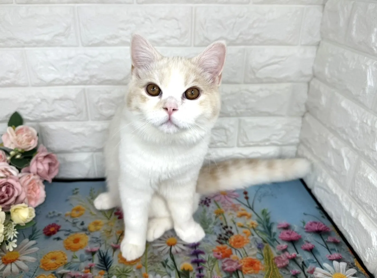 ★ミヌエット（足長）★オス★ No.3109