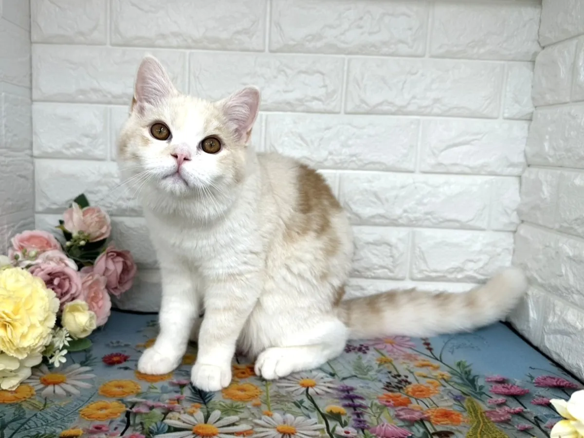 ★ミヌエット（足長）★オス★ No.3109