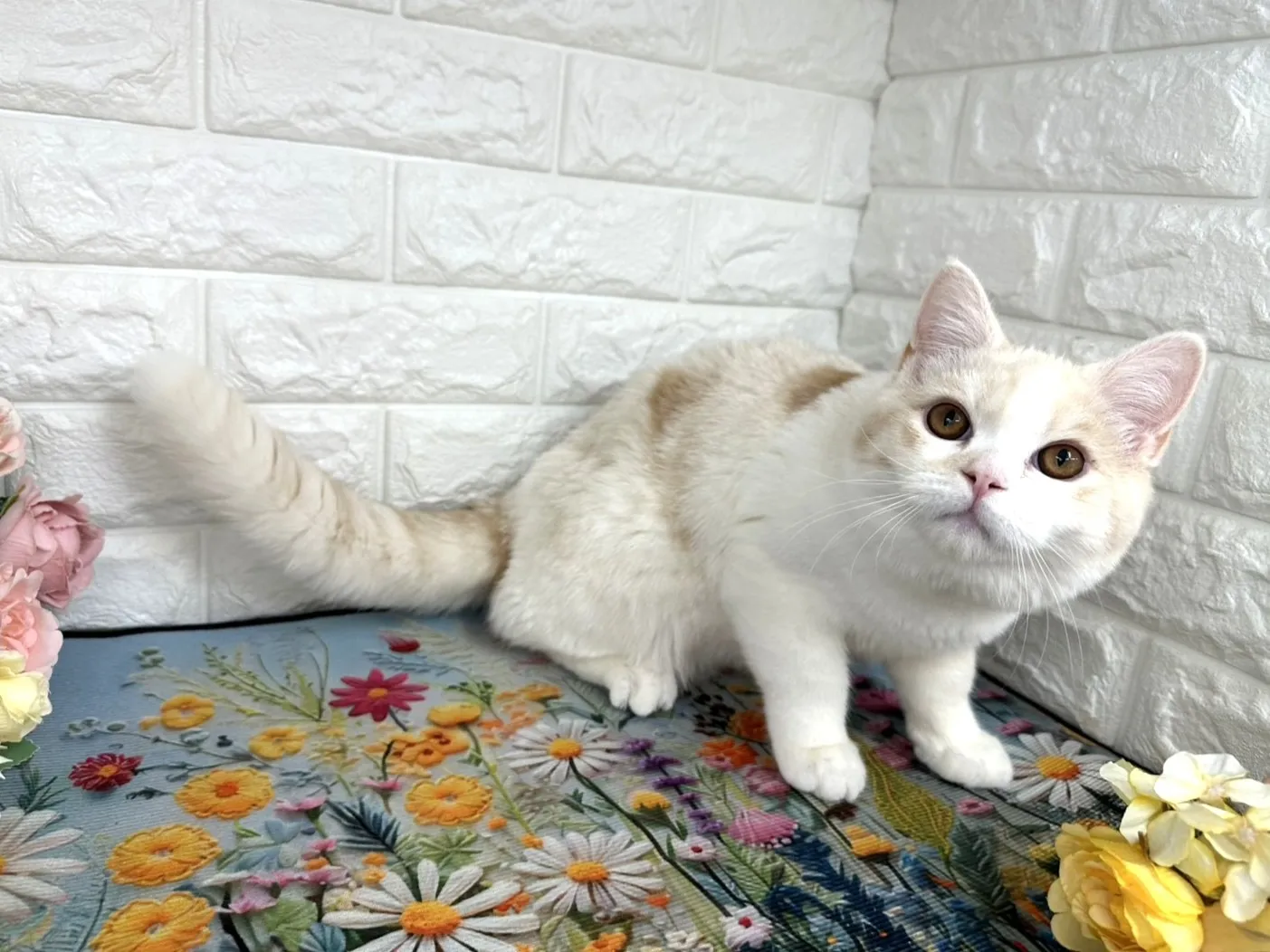 ★ミヌエット（足長）★オス★ No.3109