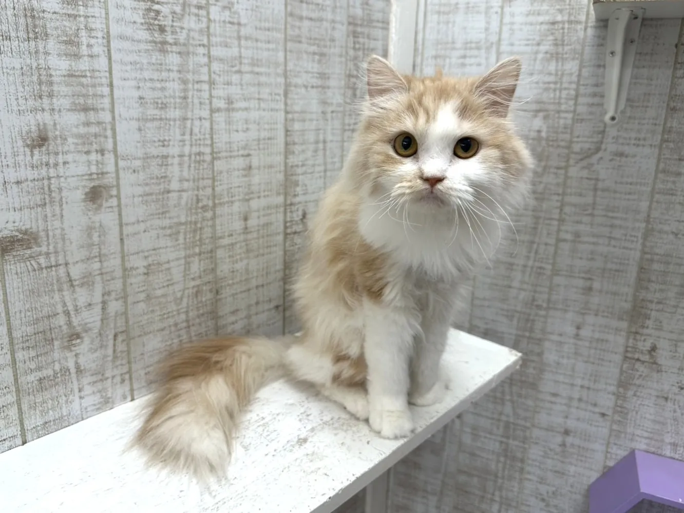 ★里親募集中★